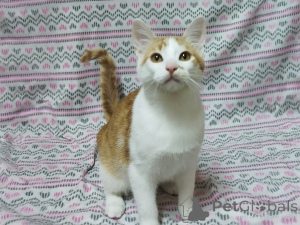 Zdjęcie №1.  - na sprzedaż w Mińsk | Bezpłatny | Zapowiedź № 157454