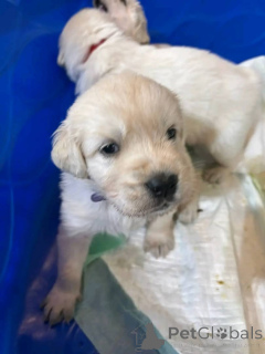 Zdjęcie №1. golden retriever - na sprzedaż w Stan Mississippi | 2541zł | Zapowiedź №147418