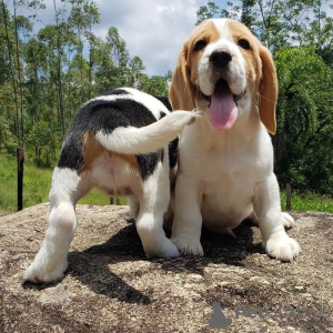 Zdjęcie №2 do zapowiedźy № 86078 na sprzedaż  beagle (rasa psa) - wkupić się Wielka Brytania prywatne ogłoszenie