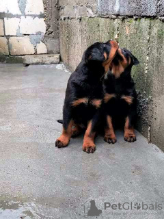 Zdjęcie №3. Szczenięta rottweilera. Serbia