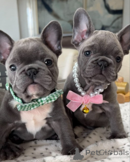 Zdjęcie №1. buldog francuski - na sprzedaż w Augsburg | negocjowane | Zapowiedź №158243