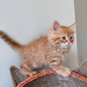 Zdjęcie №3. Maine Coon -pentuja myynnissä. Finlandia