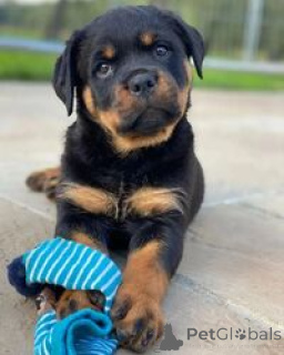 Zdjęcie №2 do zapowiedźy № 169453 na sprzedaż  rottweiler - wkupić się Malta hodowca