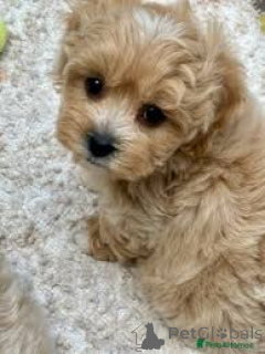 Zdjęcie №2 do zapowiedźy № 157249 na sprzedaż  maltipu - wkupić się Niemcy prywatne ogłoszenie, hodowca