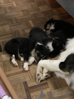 Zdjęcie №3. CHARMANTE Border Border Collie-Puppy's Beschikbaar. Belgia