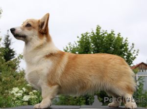 Zdjęcie №3. szczeniaczki welsh corgi pembroke po Interchampionie. Federacja Rosyjska