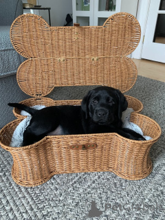 Zdjęcie №4. Sprzedam labrador retriever w Alavus. prywatne ogłoszenie - cena - 3012zł