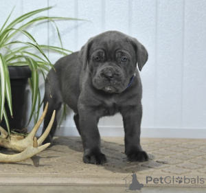 Zdjęcie №1. cane corso - na sprzedaż w Alavus | 2780zł | Zapowiedź №166093