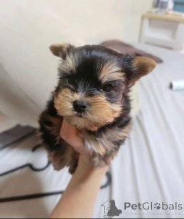 Zdjęcie №2 do zapowiedźy № 159463 na sprzedaż  yorkshire terrier - wkupić się Finlandia 