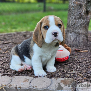 Zdjęcie №3. Piękne trójkolorowe szczenięta rasy beagle.. Niemcy