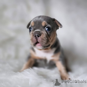 Zdjęcie №3. Bouledogue français unikalny 2500. Francja