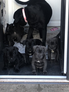 Zdjęcie №2 do zapowiedźy № 103373 na sprzedaż  cane corso - wkupić się USA 