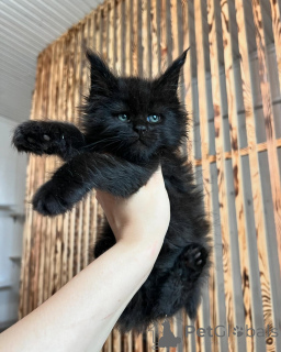 Zdjęcie №2 do zapowiedźy № 169925 na sprzedaż  maine coon - wkupić się Niemcy hodowca
