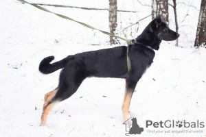 Zdjęcie №2 do zapowiedźy № 31060 na sprzedaż  pies nierasowy - wkupić się Federacja Rosyjska prywatne ogłoszenie