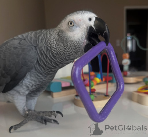 Zdjęcie №3. Hola, Gracias por su interés en nuestros loros. Actualmente tenemos loros sanos. Hiszpania