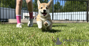 Dodatkowe zdjęcia: Szczenięta Pembroke Welsh Corgi