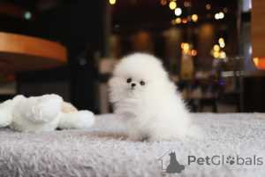 Zdjęcie №3. Dean Janet Kay Puppies House. USA