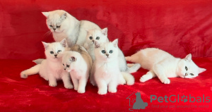 Zdjęcie №3. Brytyjski srebrny chinchilla BSH ns11. Łotwa