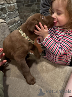 Zdjęcie №4. Sprzedam labrador retriever w Eindhoven. prywatne ogłoszenie, hodowca - cena - negocjowane