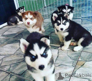 Zdjęcie №1. husky syberyjski - na sprzedaż w Egerszalók | negocjowane | Zapowiedź №175012