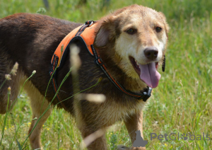 Zdjęcie №3. Psy w prezencie!. Białoruś