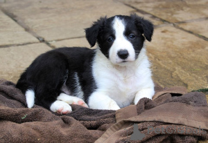 Zdjęcie №1. border collie - na sprzedaż w Halmstad | 4784zł | Zapowiedź №168186
