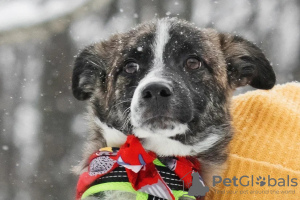Zdjęcie №1. pies nierasowy - na sprzedaż w Москва | Bezpłatny | Zapowiedź №82813