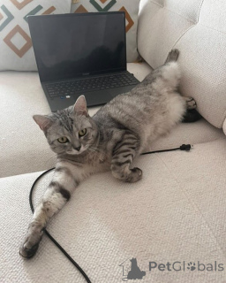 Zdjęcie №2 do zapowiedźy № 157769 na sprzedaż  kot brytyjski krótkowłosy - wkupić się Włochy prywatne ogłoszenie