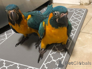 Zdjęcie №2 do zapowiedźy № 162982 na sprzedaż   - wkupić się Republika Czeska 