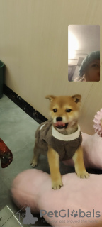 Zdjęcie №3. Sprzedawanie szczeniaka. Chiny