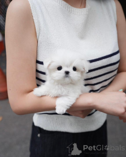 Zdjęcie №3. Nasze piękne miotowe maltańczyki. Niemcy