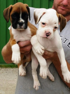 Zdjęcie №1. bokser - na sprzedaż w Nikozja | 1390zł | Zapowiedź №155730