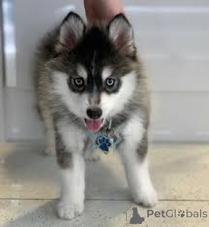 Zdjęcie №2 do zapowiedźy № 136084 na sprzedaż  pies nierasowy - wkupić się Szwajcaria 