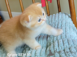 Zdjęcie №2 do zapowiedźy № 141275 na sprzedaż  scottish fold - wkupić się USA hodowca