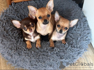 Zdjęcie №1. chihuahua (rasa psów) - na sprzedaż w Monachium | 2795zł | Zapowiedź №133284