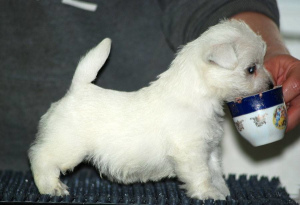 Zdjęcie №2 do zapowiedźy № 2497 na sprzedaż  west highland white terrier - wkupić się Federacja Rosyjska od żłobka, hodowca