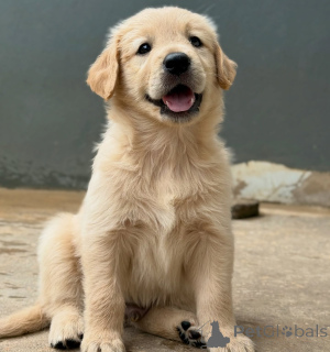 Zdjęcie №2 do zapowiedźy № 155486 na sprzedaż  golden retriever - wkupić się Belgia hodowca