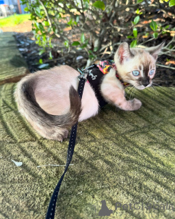 Zdjęcie №4. Sprzedam kot bengalski w Kolonia. prywatne ogłoszenie - cena - 3588zł