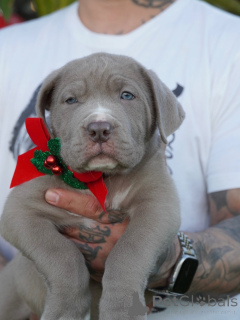 Zdjęcie №1. american mastiff - na sprzedaż w Zły Kreuznach | negocjowane | Zapowiedź №160711