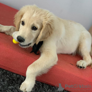 Zdjęcie №1. golden retriever - na sprzedaż w Šeduva | 1884zł | Zapowiedź №75513