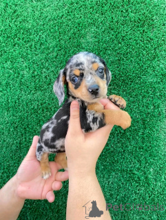 Zdjęcie №1. jamnik - na sprzedaż w Helsinki | 7175zł | Zapowiedź №163149