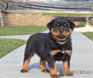 Zdjęcie №1. rottweiler - na sprzedaż w Tallinn | negocjowane | Zapowiedź №162264