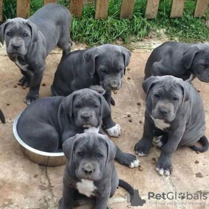 Zdjęcie №3. wspaniałe szczenięta cane corso Biznes WhatsApp 37256062792. Belgia