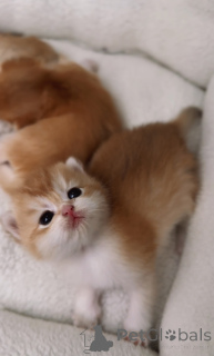 Zdjęcie №3. British Golden Chinchillas rezerwacja kocięta z przedszkola WCF ur. 15.08. Republika Czeska