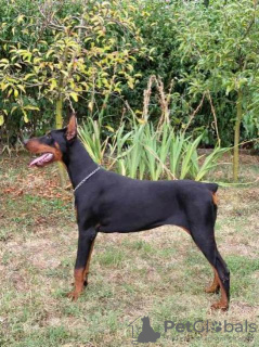 Zdjęcie №1. doberman - na sprzedaż w Obrenovac | 5023zł | Zapowiedź №114628