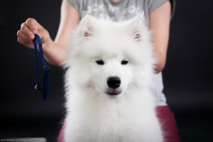 Dodatkowe zdjęcia: Samoyed. Pokaż chłopca