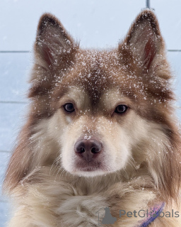 Zdjęcie №1. fiński lapphund - na sprzedaż w Alavus | 3012zł | Zapowiedź №164331