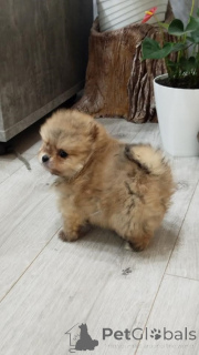 Zdjęcie №3. Piękne szczenięta pomerańskie Spitz. Serbia