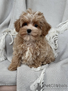 Zdjęcie №2 do zapowiedźy № 133586 na sprzedaż   - wkupić się USA prywatne ogłoszenie