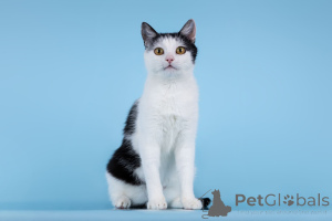 Zdjęcie №2 do zapowiedźy № 166072 na sprzedaż   - wkupić się Federacja Rosyjska ze schronu